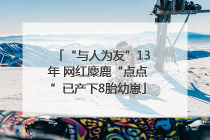 “与人为友”13年 网红麋鹿“点点”已产下8胎幼崽