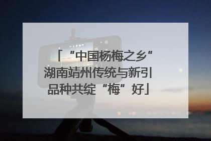 “中国杨梅之乡”湖南靖州传统与新引品种共绽“梅”好