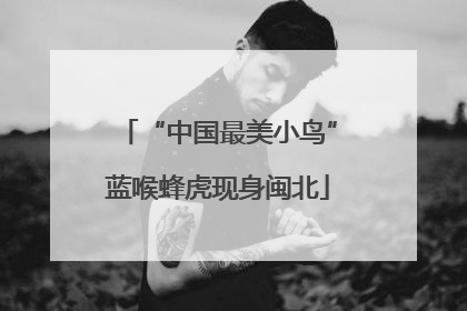 “中国最美小鸟”蓝喉蜂虎现身闽北
