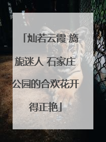 灿若云霞 旖旎迷人 石家庄公园的合欢花开得正艳
