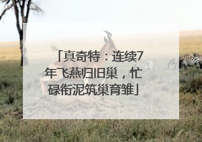 真奇特：连续7年飞燕归旧巢，忙碌衔泥筑巢育雏