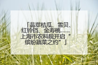 翡翠桔瓜、雪贝、红铃铛、金寿桃……上海市农科院开启“缤纷蔬菜之约”