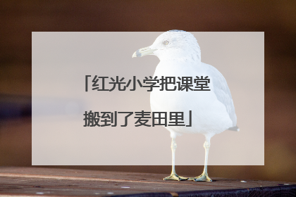 红光小学把课堂搬到了麦田里