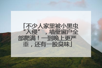 不少人家里被小黑虫“入侵”，墙壁窗户全部爬满！一到晚上更严重，还有一股臭味
