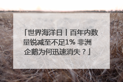 世界海洋日丨百年内数量锐减至不足1% 非洲企鹅为何迅速消失？