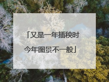 又是一年插秧时 今年图景不一般