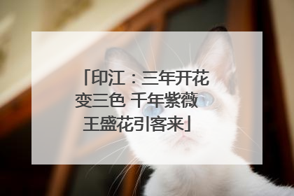 印江：三年开花变三色 千年紫薇王盛花引客来