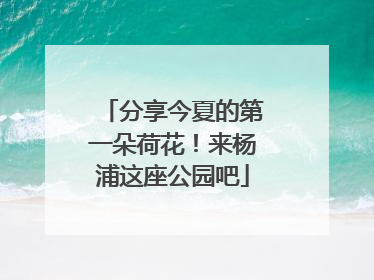 分享今夏的第一朵荷花！来杨浦这座公园吧