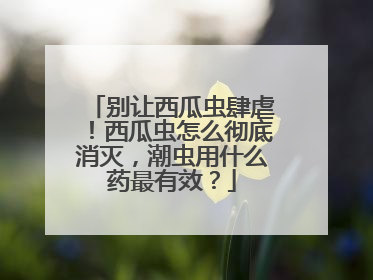 别让西瓜虫肆虐！西瓜虫怎么彻底消灭，潮虫用什么药最有效？