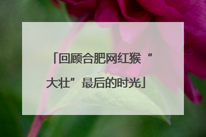 回顾合肥网红猴“大壮”最后的时光