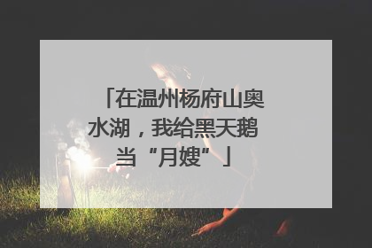 在温州杨府山奥水湖，我给黑天鹅当“月嫂”