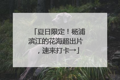 夏日限定！杨浦滨江的花海超出片，速来打卡→