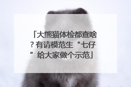 大熊猫体检都查啥？有请模范生“七仔”给大家做个示范