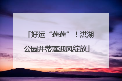 好运“莲莲”！洪湖公园并蒂莲迎风绽放