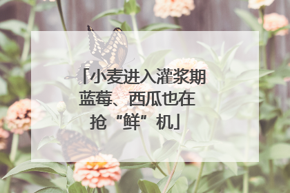 小麦进入灌浆期 蓝莓、西瓜也在抢“鲜”机