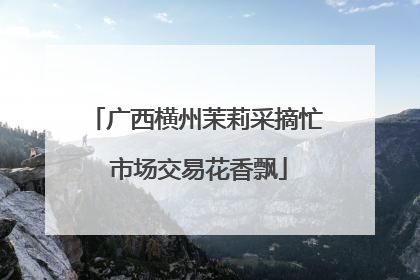 广西横州茉莉采摘忙 市场交易花香飘