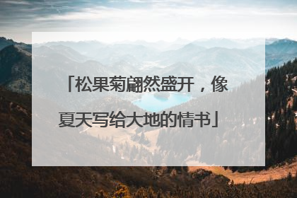 松果菊翩然盛开，像夏天写给大地的情书