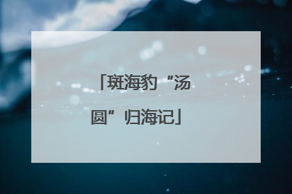 斑海豹“汤圆”归海记