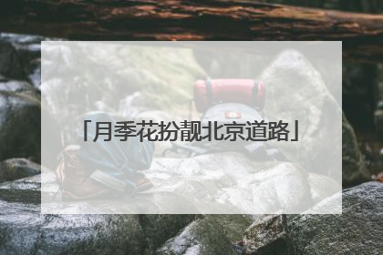 月季花扮靓北京道路