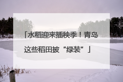 水稻迎来插秧季！青岛这些稻田披“绿装”