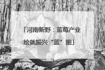 河南新野：蓝莓产业绘就振兴“蓝”图