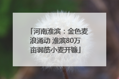 河南淮滨：金色麦浪涌动 淮滨80万亩弱筋小麦开镰