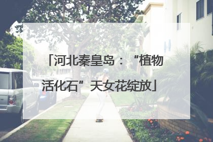 河北秦皇岛：“植物活化石”天女花绽放