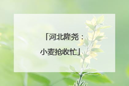 河北隆尧：小麦抢收忙