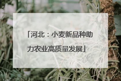 河北：小麦新品种助力农业高质量发展