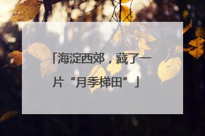海淀西郊，藏了一片“月季梯田”