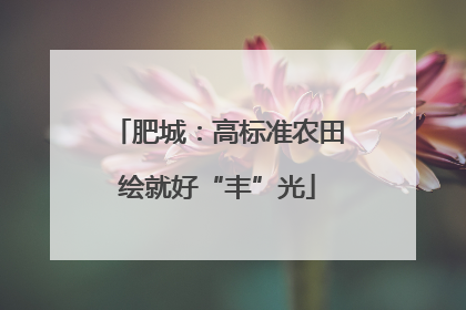 肥城：高标准农田绘就好“丰”光