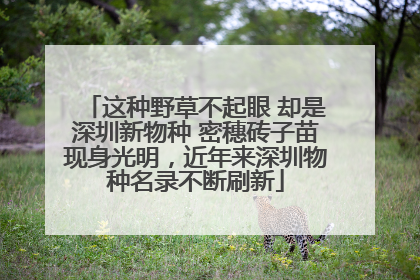 这种野草不起眼 却是深圳新物种 密穗砖子苗现身光明，近年来深圳物种名录不断刷新