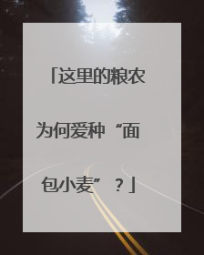 这里的粮农为何爱种“面包小麦”？