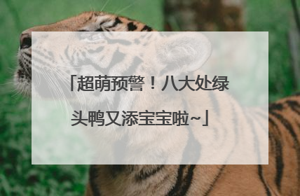 超萌预警！八大处绿头鸭又添宝宝啦~