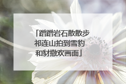 蹭蹭岩石散散步 祁连山拍到雪豹和豺撒欢画面