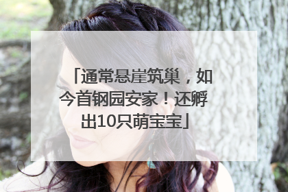 通常悬崖筑巢，如今首钢园安家！还孵出10只萌宝宝