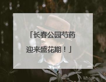长春公园芍药迎来盛花期！