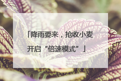 降雨要来，抢收小麦开启“倍速模式”
