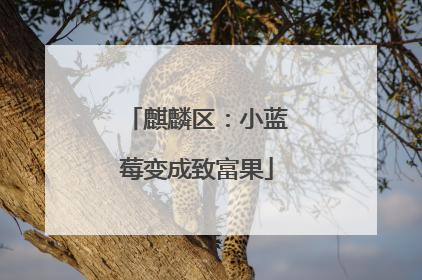 麒麟区：小蓝莓变成致富果