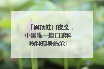 黑顶蛙口夜鹰，中国唯一蟆口鸱科物种现身临沧